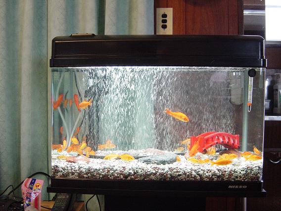 金魚in水槽