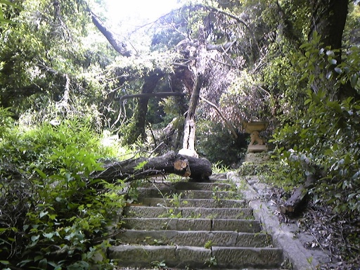 倒木でふさがれた石階段